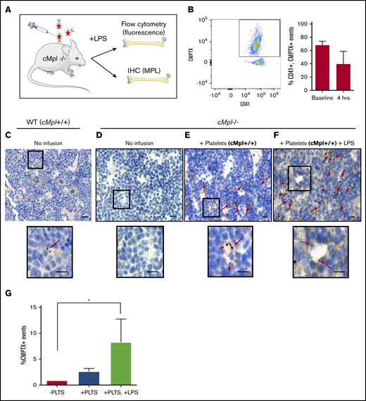 Infused platelet-like particles infiltrate the bone marrow. (A) cMpl−/− mice were infused with wild-type (MPL+), CMPTX-labeled platelets (2 donors/recipient; 4 × 108 total platelets) before an injection of LPS (5 µg/g) or saline control. Mice were euthanized after 20 hours. (B) Transfusion efficiency was measured immediately after platelet infusion (baseline) and 4 hours post–platelet infusion and LPS administration. Shown is a representative scatter plot and gating strategy for selection of CD41+, CMPTX+ events. Flow cytometry of whole blood revealed donor platelets constituted a mean of 68% of circulating platelets at baseline and 39% after 4 hours. Twenty hours postplatelet infusion, MPL expression in bone marrow was measured by immunohistochemistry on whole bone marrow (femurs). (C) Positive control: wild-type C57BL/6 mouse showing positive MPL staining of MKs. Insert shows 2 EVs. (D) Negative control: cMpl−/− mouse showing no MPL staining. (E) cMpl−/− mouse infused with MPL+ platelets: note an observable increase in brown punctate staining corresponding to MPL+ platelet-like particles. Insert shows platelet-like particles that appear to be bound to a BM cell. (F) cMpl−/− mouse infused with MPL+ platelets and LPS: insert shows platelet-like particles that appear to be extravasating through a sinusoid. Scale bars, 50 µm. (G) Flow cytometry of flushed bone marrow was then used to quantify CMPTX+ events in the BM after platelet infusion (±LPS) compared with unstained bone marrow control. Data are mean ± standard error of the mean (SEM) of 3 independent experiments, *P < .05 (Student t test).