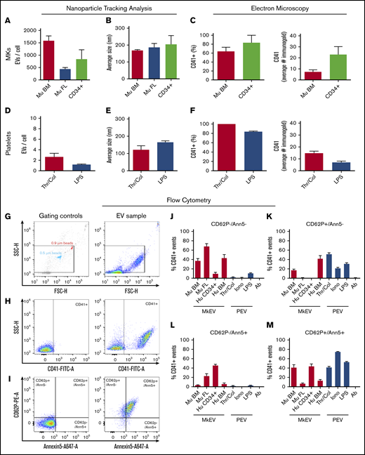 Differential expression of activation markers on megakaryocyte and platelet extracellular vesicles. EVs were harvested from MKs and platelets and characterized via nanoparticle tracking analysis (NTA), electron microscopy, and flow cytometry. (A-B) Murine BM-derived MK (Mu BM), murine fetal liver-derived MK (Mu FL), and human CD34+-derived MKs (CD34+) produced between ∼500 and 1500 EVs per cell, after 24 hours in culture, with an average size of ∼200 nm. (C) Immunogold labeling confirmed the majority of EVs expressed CD41 (60% to 80%), with CD34+-derived EVs expressing more gold particles per EV than their murine counterparts. (D-F) Isolated human platelets were stimulated with either thrombin (0.1 U/mL) and collagen (1 µg/mL) (traditional platelet agonists) or LPS (inflammatory agonist) to generate platelet-derived EVs (PEVs). (D-E) NTA analysis showed thrombin/collagen (Thr/Col) activation generated ∼3 EVs/cell and LPS stimulation generated an average of ∼1 EV/cell, with an average size of 100 to 200 nm. (F) Immunogold labeling showed >80% of EVs generated expressed CD41; at least 50 particles were quantified manually by 2 blinded reviewers per n, per condition. Flow cytometry was used to determine the presence of P-selectin (CD62P) and phosphatidyl serine (Annexin V, Ann5). Calcium ionophore-stimulated platelet EVs (Iono) were used as a positive control for CD62P+, Ann5+ staining and antibody-alone controls (Ab) were used to control for background fluorescence and antibody aggregates. EV preparations were incubated with anti-CD41, anti-CD62P, and Annexin V (10 µg/mL) and analyzed by flow cytometry. Representative examples of (G) flow cytometry gating strategy and for (H-I) sample and negative controls. Megamix beads of known size were used to gauge approximate size of particles. Strict fluorescence minus 1 controls were used to determine negative population spread and set gates. Red bars are MkEVs and blue bars are PEVs percentage of CD41+ EVs, which are (J) negative for both CD62P and Annexin V expression, (K) bind CD62P but not Annexin V, (L) bind Annexin V but not CD62P, and (M) bind both Annexin V and CD62P. Data are mean ± SEM of 3 to 4 independent experiments.