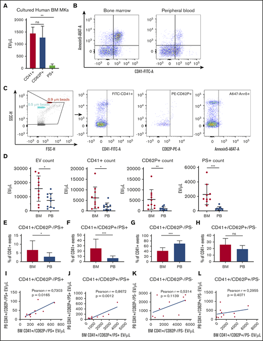 Characterization of extracellular vesicles from human bone marrow and peripheral autologous blood samples. EVs were harvested from (1) BM-derived MKs cultured in EV-depleted media for 24 hours, (2) BM aspirates, and (3) PB patient samples, and characterized by flow cytometry. (A) MKs cultured from human bone marrow produced CD41+ (1452 ± 88 MV/µL) and CD62P+ (1276 ± 176 MV/µL) EVs. (C) To analyze EVs from patient BM and PB samples (n = 10), Megamix beads of known size were used to gauge approximate size of particles. Strict fluorescence minus 1 controls were used to determine negative population spread and set gates. (B) An example of flow cytometry gates showing CD41+ and Annexin 5+ populations from both BM and PB from the same patient. (D) Flow cytometry analyses of EV absolute counts showed significantly more EVs of all types in BM in comparison with autologous PB. (E-H) P < .05 by Mann-Whitney U test. Data were further analyzed to assess platelet activation markers within the CD41+ population. (I-L) *P < .05, **P < .01, ***P < .001, or nonsignificant (ns) by Mann-Whitney U test. Correlation plots of absolute counts matched from BM and PB from the same patients (see Table 1 for patient characteristics).