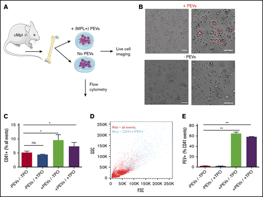 Platelet-derived extracellular vesicles alter hematopoiesis in vitro. (A) BM from cMpl−/− mice was flushed and cultured in the presence or absence of wild-type (MPL+), CMPTX-labeled PEVs (PEVs from 2 donors: 1 recipient; 12 × 107 particles: 9 × 106 BM cells) for 72 hours. Indicated cultures were also supplemented with TPO (70 ng/mL). (B) Cultures were monitored by live-cell microscopy that revealed an increase in large MKs in the cultures treated with PEVs, which were also fluorescent. After 72 hours in culture, the percentage of CD41+ cells was quantified by flow cytometry. (C) Cultures treated with PEVs had significantly increased numbers of CD41+ cells. (D) Representative forward and side scatter plot showing that CD41+/ CMPTX (PEV)+ events (blue) are the largest in the sample. (E) Percentage of CD41+ cells that are also positive for CMPTX (PEV-derived) fluorescence. Data are mean ± SEM of 3 independent experiments; scale bars, 50 µm, *P < .05 **P < .01 (1-way analysis of variance with multiple comparison post hoc test).