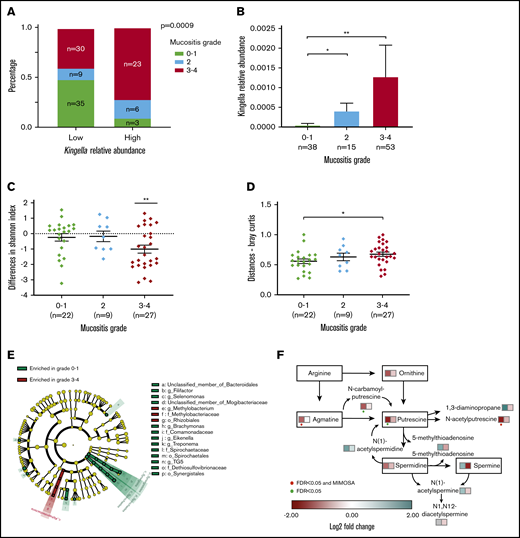 Salivary microbiota injury and oral mucositis. Pretransplantation bacteria correlate with future severe OM. (A) Proportion of OM by the relative abundance of pretransplantation Kingella. Abundance groups are relative to the median, which was 0 and shared by >50% of patients. P value was calculated using the χ2 test. (B) Pretransplantation Kingella relative abundance by OM grade (FDR-corrected *P < .05, **P < .001). (C-F) Paired analysis between 2 samples from the same patient at different time points (before HSCT and 7 days after) across OM groups. (C) There was a significant reduction in the Shannon index between the 2 time points in the grade 3 to 4 OM group (**FDR-corrected P < .01). (D) Bray-Curtis matrix distances between the 2 time points. A large distance indicates greater variation between the 2 time points. The variation was higher in patients with severe OM compared with grade 0 to 1 OM (*FDR-corrected P < .05). (E) Linear discriminant analysis effect size analysis for differences in bacterial composition on days 7 to 13 posttransplantation by OM severity groups (linear discriminant analysis scores >2). (F) Polyamine pathway. Colors represent the log2 fold change of each metabolite from the pathway; left square, grade 3 to 4 OM; right square, grade 0 to 1 OM. Metabolites that changed significantly are marked with a green dot, while the ones that were also significant in MIMOSA2 analysis, capturing changes in microbiome-related metabolites, are marked with a red dot.