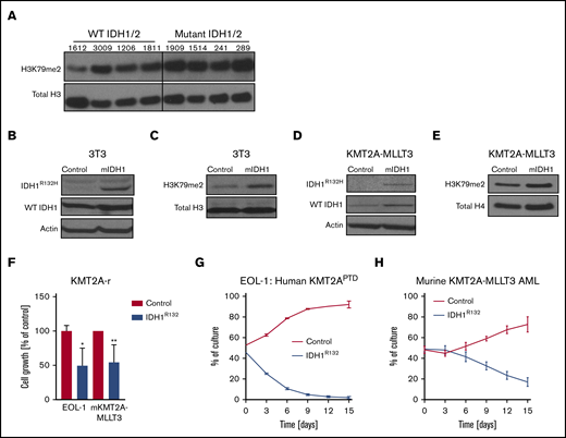 Mutant IDH1 impairs growth in KMT2A-r cells. (A) Western blot analysis of global H3K79me2 in patient AML samples with or without mutations in IDH1/2. Previously banked bone marrow samples from patients with AML were thawed and directly analyzed by western blotting. Characterization of patient samples can be found in supplemental Table 1. Western blot analysis of 3T3 cells transduced with IDH1R132H or control for IDH1R132H and total IDH1 (mutant + WT) (B) and H3K79me2 (C). 3T3 cells were sorted 4 days after retroviral transduction with IDH1R132 and were subjected to western blotting. Western blot analysis of murine KMT2A-MLLT3 AML cells transduced with IDH1R132H or control for IDH1R132H and total IDH1 (mutant + WT) (D) and for H3K79me2 (E). Fully transformed murine KMT2A-MLLT3 AML cells were isolated from mice and transduced with IDH1R132-GFP or GFP-only control vector. Cells were sorted 4 days after retroviral transduction and subjected to western blotting. (F) Growth of IDH1R132-transduced sorted EOL-1 (human KMT2APTD cell line) and murine KMT2A-MLLT3 AML cells as a percentage of empty vector control 12 days after transduction. Error bars represent standard deviation (SD). (G-H) Flow data from competition assay. EOL-1 cells (G) or murine KMT2A-MLLT3 AML cells (H) were transduced with IDH1R132 or the control vector, sorted, mixed 1:1, and plated together. The coculture was analyzed by flow cytometry every 3 days. Error bars represent SD. *P < .01, **P < .001; Student t test.