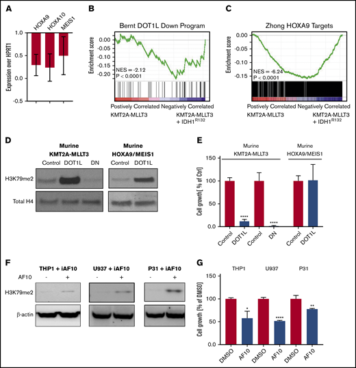 Overexpression of mutant IDH1, DOT1L, or dominant-negative DOT1L results in downregulation of DOT1L-dependent genes. (A) Analysis of KMT2A-target genes after introduction of mIDH1. Quantitative reverse-transcription polymerase chain reaction (qRT-PCR) of DOT1L targets genes (Hoxa9, Hoxa10, and Meis1) 5 days after introducing IDH1R132 into 2 individual murine KMT2A-MLLT3 leukemias. Expression levels are shown as fold change over empty vector control cells. Error bars represent SD. (B-C) Analysis of KMT2A-target genes after introduction of mIDH1 (RNA-seq). RNA was collected 5 days after introducing IDHR132 into 4 individual murine KMT2A-MLLT3 leukemias and submitted to sequencing. (B) GSEA plot showing genes that are downregulated upon DOT1L deletion1 are negatively enriched when IDH1R132 is overexpressed. (C) GSEA plot showing negative enrichment of HOXA9-bound genes44 when IDH1R132 is overexpressed. (D-E) Effect of directly increasing H3K79 methylation through overexpression of DOT1L on growth of murine KMT2A-MLLT3 AML cells. Western blot analysis for H3K79me2 (D) and growth of murine KMT2A-MLLT3 AML cells (E) when DOT1L is overexpressed for 4 days. DOT1L-DN served as positive control, decreasing H3K79 methylation and growth of murine KMT2A-MLLT3 AML cells. Murine HOXA9/MEIS1 AML cells serve as negative control for the growth assay, because the key KMT2A targets HOXA9 and MEIS1 in these cells are driven by the MSCV retroviral promoter and are insensitive to epigenetics regulation via the modulation of H3K79me2.1 Growth of DOT1L- or DOT1L-DN–transduced KMT2A-MLLT3 and HOXA9/MEIS1 leukemia cells as a percentage of empty vector control–transduced cells at day 12. Error bars represent SD. (F-G) Effect of indirectly increasing H3K79 methylation through overexpression of AF10, a cofactor of DOT1L, on the growth of the human KMT2A-MLLT3–rearranged AML cell line THP1, as well as the CALM-AF10–rearranged U937 and 31P cell lines. Western blot analysis of H3K79me2 (F) and growth of THP1, U937, and 31P cells treated with doxycycline for 3 days to induce AF10 expression (G). Error bars represent SD. *P < .01, **P < .001, ****P < .00001; Student t test. iAF10, induced AF10.