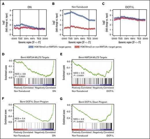 Increasing H3K79me2 decreases the differential between KMT2A-MLLT3 targets and nontarget genes. Effect of directly increasing H3K79 methylation through overexpression of DOT1L on H3K79me2 profiles and the expression of KMT2A target genes in murine KMT2A-MLLT3 AML cells. Fully transformed AML cells isolated from moribund mice transplanted with KMT2A-MLLT3–transduced LSK cells were transduced with DOT1L or DOT1L-DN (control). Cells were sorted into high- and moderate-overexpressing compartments and analyzed 4 days after transduction. The sort strategy is shown in supplemental Figure 5A. Results are shown for high overexpression of DOT1L or DOT1L-DN; results for high- and moderate-overexpressing compartments are shown in supplemental Figure 5A. ChIP-seq signal height and position relative to the transcription start site (TSS) are shown for known KMT2A-MLLT3 target genes or matched nontarget genes. High overexpression of DOT1L-DN (A), NT cells (B), and DOT1L (C). GSEA plots showing negative enrichment of genes bound to the KMT2A-F1 in samples with overexpressed DOT1L-DN (D) or DOT1L (E). GSEA plots showing that genes downregulated upon DOT1L deletion1 are negatively enriched when DOT1L-DN (F) or DOTIL (G) is overexpressed. DN, dominant negative.