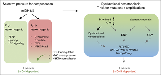 Diverse effects of IDH mutations during leukemogenesis. IDH1/2 mutations induce proleukemogenic effects, which include inhibition of TET2 function, splicing, and HIF signaling. However, several mIDH1/2-induced molecular changes also have antileukemic effects in the right context. These include inhibition of cytochrome c-oxidase (which lowers the mitochondrial apoptotic threshold), inhibition of FTO (which interferes with myc and CEBPα mRNA stability), and increased H3K79 methylation. Increased H3K79 methylation and FTO inhibition are particularly detrimental in KMT2A-rearranged cells, resulting in a failure of short-term cooperation between the 2 oncogenes, as well as 2HG’s toxic effects on KMT2A-rearranged cells (fusions and PTDs). Despite the acute lack of cooperation and 2HG’s toxic effects, a substantial number of KMT2APTD patients have IDH1/2 mutations. Two hypothetical and not mutually exclusive models could explain this finding. On one hand, detrimental chromatin and mRNA methylation effects may be rapidly compensated for under selective pressure (left panel). On the other hand, aberrant chromatin and DNA methylation induce dysfunctional hematopoiesis and impaired genome stability, resulting in the emergence of additional mutations (right panel). Eventually, mIDH1/2 AML with a high mutation burden may not be dependent on the initiating genetic event, as suggested by the increased risk of resistance to mIDH1/2 inhibitor in these patients. CNV, copy number variation; SNV, single nucleotide variation.