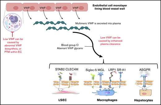 Pathophysiology underlying low VWF levels. Hepatic macrophages, liver sinusoidal ECs (LSECs), and hepatocytes contribute to regulating VWF clearance. A number of cell surface receptors have also been described. On LSECs these include stabilin-2 (STAB2) and C-type lectin domain family 4 member M (CLEC4M). Macrophage receptors include Siglec-5, the low-density lipoprotein receptor-related protein-1 (LRP1), the scavenger receptor class A member I (SR-A1), and macrophage galactose-type lectin (MGL). Finally, the asialoglycoprotein receptor (ASGPR) on hepatocytes has also been implicated. PTM, posttranslational modification.