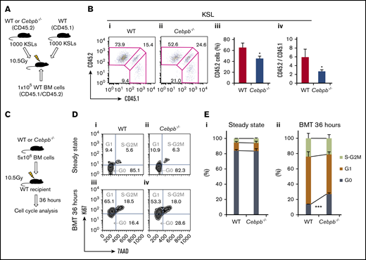 C/EBPβ is required for stress-induced proliferation of HSPCs. (A) Schematic illustration of competitive transplantation to assess the initial expansion of HSPCs. A total of 1000 purified KSL (c-kit+Sca-1+lineage−) cells from WT or Cebpb−/− mice (CD45.2+) and an equal number of WT KSL cells (CD45.1+), together with whole BM cells from CD45.1+/CD45.2+ WT mice, were transplanted into lethally irradiated WT recipients (CD45.1+/CD45.2+). (B) Representative flow cytometric analysis of KSL cells at 4 weeks after transplantation (i-ii). Frequency of test cells (CD45.2+) among KSL cells (iii) and the ratio of test cells (CD45.2+) to competitor cells (CD45.1+) among KSL cells (iv) are shown (n = 4 per group, representative of 3 independent experiments). (C) Cell-cycle statuses of WT and Cebpb−/− LT-HSCs (CD150+CD48− KSL cells) were analyzed at steady state and 36 hours after transplantation of 5 × 106 BM cells into lethally irradiated WT recipients. (D) Representative cell-cycle statuses of LT-HSCs at steady state (i-ii) and 36 hours after BM transplantation (BMT) (iii-iv). (E) Percentages of LT-HSCs in each cell-cycle state at steady state (i) and 36 hours after BMT (ii) (n = 4 per genotype in 2 independent experiments). Data are presented as means ± SD. *P < .05; ***P < .001 (determined by the 2-tailed Student t test).