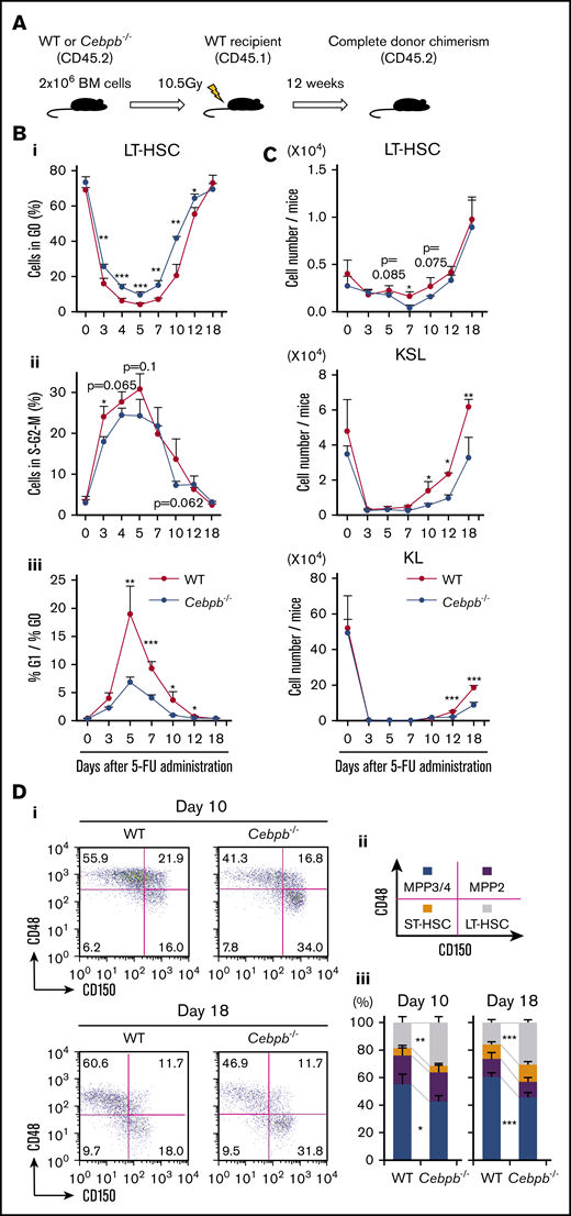 C/EBPβ is required for proliferation and differentiation of HSPCs at early and late phases of regeneration under stress conditions, respectively. (A) Experimental design for the BM replacement model, aimed at excluding nonhematopoietic differences between WT and Cebpb−/− mice. Lethally irradiated WT mice (CD45.1+) were reconstituted with BM cells from WT or Cebpb−/− mice (CD45.2+). After 12 weeks, the reconstituted animals were used in further experiments. (B) Cell-cycle analysis of LT-HSCs (CD150+CD48− KSL cells) from WT- and Cebpb−/−-reconstituted mice before and after 5-FU treatment. The frequency of cells in G0 phase (i), the frequency of cells in S-G2-M phase (ii), and the G1 phase/G0 phase ratio (iii) are shown (n = 4–5 per group and per time point in 2 independent experiments). (C) Numbers of LT-HSCs (CD150+CD48− KSL cells), KSL (c-kit+Sca-1+ lineage-) cells, and KL (c-kit+Sca-1−lineage−) cells per mouse at multiple time points after 5-FU administration (n = 4–5 per group and per time point in 2 independent experiments). (D) Representative flow cytometric patterns of subpopulations of KSL cells from WT- or Cebpb−/−-reconstituted mice at days 10 and 18 after 5-FU administration. (i-iii) The frequencies of the indicated subpopulations are plotted (n = 5 per group and per time point in 2 independent experiments). Data are presented as means ± SD. *P < .05; **P < .01; and ***P < .001 (determined by the 2-tailed Student t test).