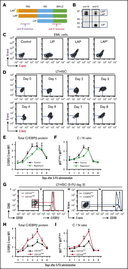 Translation of C/EBPβ isoforms is altered under stress conditions. (A) Structures of the 3 C/EBPβ isoforms. The regions recognized by the 2 antibodies are indicated. (B) Immunoblot analysis of NIH3T3 cell extracts with the anti-N terminus (anti-N) and anti-C terminus (anti-C) antibodies. The anti-N antibody recognized only LAP* and LAP, whereas the anti-C antibody detected all 3 isoforms. (C) Flow cytometric analysis of EML cells transduced with control, LIP, LAP, or LAP* expression vector. Cells were not selected after transduction, so the results reflect a mixture of transduced and nontransduced cells. Blue lines indicate the expression level in cells transduced with control vector. (D) Intracellular double staining of LT-HSCs (CD150+CD48− KSL cells) obtained from 5-FU–treated WT mice with the 2 anti-C/EBPβ antibodies. Representative flow cytometric patterns at multiple time points after 5-FU administration are shown. Blue lines indicate the expression level in LT-HSCs at steady state stained under the same conditions. (E) Changes in total C/EBPβ protein (MFIC/EBPβ C-term) and (F) C/N ratio (ratio of MFIC/EBPβ C-term/MFIC/EBPβN-term) in LT-HSCs at multiple time points after 5-FU administration. The C/N ratio at steady state was set to 1 (dashed line). The effect of rapamycin administration (from day −7) was also compared (green line) with that of vehicle administration (black line) (n = 4–6 per group and per time point in 2 independent experiments). (G) LIP is specifically upregulated in CD150high myeloid-biased LT-HSCs (CD150+CD48− KSL cells) after 5-FU treatment. Total C/EBPβ protein level in CD150high and CD150low LT-HSCs 3 days after 5-FU administration. (i-ii) Representative histograms of fluorescence corresponding to anti-C antibody staining in CD150high and CD150low LT-HSCs (red and black lines, respectively) are shown. (iii-iv) Surface CD150 expression was assessed separately in C/EBPβ(C-term)high and C/EBPβ(C-term)low LT-HSCs (blue and black lines, respectively) 3 days after 5-FU administration. (H-I) Total C/EBPβ protein level (MFIC/EBPβ C-term) and the C/N ratio (ratio of MFIC/EBPβ C-term/MFIC/EBPβN-term) in CD150high (red line) and CD150low (black line) LT-HSCs (CD150+CD48− KSL cells) at multiple time points after 5-FU administration (n = 4-6 per group and per time point in 2 independent experiments). The C/N ratio at steady state was set to 1 (dotted line). Data are presented as means ± SD. *P < .05; **P < .01; and ***P < .001 (determined by the 2-tailed Student t test). BR-LZ, basic region-leucine zipper domain; RD, regulatory domain; TAD, transactivation domain.