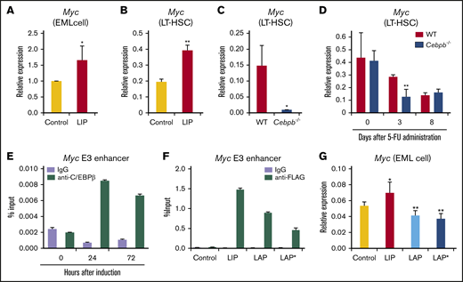 LIP positively regulates Myc transcription in HSPCs. (A) Expression of Myc, which encodes c-Myc, in EML cells retrovirally transduced with control or LIP expression vector (n = 5 per group). In each experiment, the Myc level in the control vector-transduced cells was set to 1, and the values from 5 independent experiments were statistically analyzed using the 2-tailed paired Student t test. (B) Myc expression in control vector- and LIP-transduced LT-HSCs (CD150+CD48− KSL cells) obtained from recipients 3 weeks after transplantation (n = 3, technical replicates, representative of 2 independent experiments). mRNA levels were normalized against that of Gapdh. (C) Myc expression in WT and Cebpb−/− LT-HSCs (CD150+CD48− KSL cells) 36 hours after transplantation. mRNA levels were normalized against that of Gapdh (n = 4 biological replicates of 500-1000 pooled cells per group in 2 independent experiments). (D) Relative Myc expression in LT-HSCs obtained from WT- or Cebpb−/−-reconstituted mice at steady state (day 0) and after 5-FU administration (days 3 and 8) (n = 4 biological replicates of 500-1000 pooled cells per group in 2 independent experiments for days 3 and 8; n = 3 for day 0). (E) ChIP-qPCR analysis using EML cells engineered to express C/EBPβ-estrogen receptor fusion. Data show enrichment of C/EBPβ at the E3 enhancer region of Myc at each time point after treatment with 4′-hydroxytamoxifen. (F) ChIP-qPCR analysis using NIH3T3 cells transduced with control vector or expression vector for LIP, LAP, or LAP* fused to the FLAG tag. FLAG-tagged C/EBPβ isoforms were enriched at the E3 enhancer region of Myc. (G) EML cells were retrovirally transduced with control, LIP, LAP, or LAP* vector, and the transduced cells were purified and subjected to qualitative RT-PCR 48 hours after transduction. Data are presented as means ± SD (n = 3). *P < .05; **P < .01 (determined by the 2-tailed Student t test).