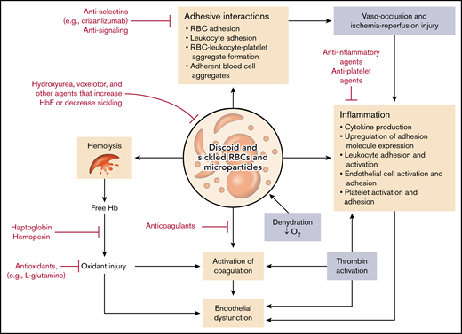 Pathophysiologic pathways and drug interventions in SCD. The pathologic RBCs containing HbS and microparticles derived from them give rise to a multiplicity of highly interactive pathways that contribute to hemolysis and organ damage. Various FDA-approved drugs as well as other classes of compounds may serve to reduce one or more of these processes and thus ameliorate the symptoms of the disease. O2, oxygen.