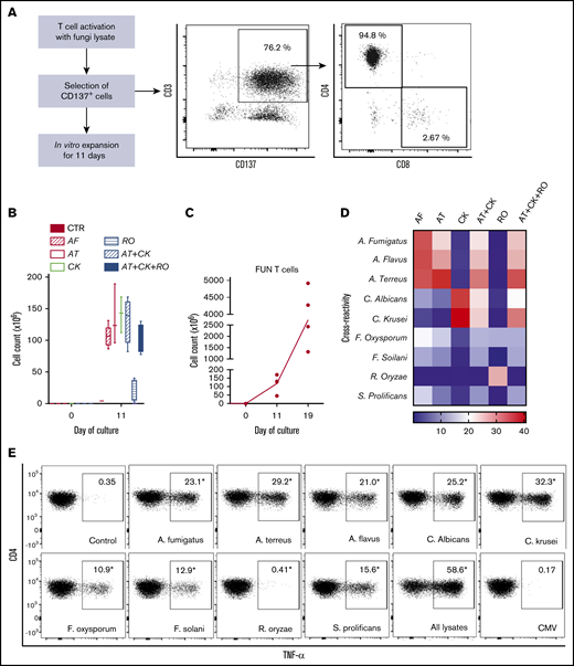 Method to generate clinical grade fungus-specific T cells targeting different fungal species. (A) Diagram of the method used for selection and enrichment of fungus-specific T cells from stem cell apheresis product. Representative flow cytometric analysis of the CD137-selected product after activation with fungal lysate (showing the content of CD3+CD137+ and CD4+ or CD8+ from this population). (B) Total cell number of fungus-specific T cells selected using different fungal lysates at the start of culture (CD137+-selected cells, day 0) and after expansion (end of culture, day 11). (C) Total cell number of T cells (FUN T cells) at the start of culture, after expansion, and after restimulation for 7 or 8 days with irradiated PBMCs pulsed with A terreus and C krusei lysates. Results are means of 3 to 5 experiments (±SEM) and shown total cell count. (D) TNF-α expression in fungus-specific T cells selected and expanded using different fungal lysates (shown on the top x-axis) after 6-hour coculture with DCs pulsed with a range of fungal species (shown on the y-axis) analyzed by flow cytometry. Results are expressed in terms of heat map in which each square represents the mean value percentage of CD4+ TNF-α+ cells from 3 to 6 experiments. Results are expressed in terms of heat map in which each square represents the mean value percentage of the indicated marker from 3 to 6 experiments. (E) Representative flow cytometric analysis showing TNF-α expression determined by flow cytometry in panfungal T cells after 6-hour coculture with DCs pulsed with individual fungal lysates, a mix of all fungal lysates, or pp65 cytomegalovirus (CMV) pepmix as irrelevant control antigen. Results are means of 6 experiments and shown as percentage of CD4+ T cells (*P ≤ .001 DC control vs fungal lysate–pulsed DC; paired, 2-tailed Student t test). AT, A terreus; CK, C krusei; CTR, control; RO, R oryzae.