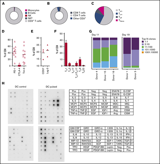 Characterization of panfungal T-cell product. Donor HPCs were stimulated with lysates of A terreus and C krusei and expanded as described in “Methods.” Average composition or percentage of (A) T cells (CD3+), natural killer (NK) cells (CD3−CD56+), natural killer T cells (NKT) (CD3+CD56+), B cells (CD19+), and monocytes (CD14+) of live cells; (B) CD4+ T cells and CD8+ T cells of CD3+ T cells; (C) T central memory (CD45RA−62L+), T terminal effector (CD45RA+62L−), T naive (CD45RA+62L+), and T effector memory (CD45RA−62L−); (D-E) exhaustion marker expression profile of CD4+ T cells (PD-1, Tim-3 and CTLA-4, and CD57 and Lag-3) and (F) the CD4 T helper subtypes TH1 (CCR4−CCR6−CCR10−CXCR3+), TH2 (CCR4+CCR6−CXCR3−), TH9 (CCR4-CCR6+), TH17 (CCR4+CCR6+CCR10−CXCR3−), TH22 (CCR4+CCR6+CCR10+), and TH1/TH17 (CCR4−CCR6+CXCR3+) was determined at the end of culture by flow cytometry (A-D) or mass cytometry by time of fight (E-F). Results are means of 3 to 11 experiments (±SEM) and shown as percentage of live cells, CD3+ T cells, or CD4+ T cells. (G) Quantification of the TCR-β sequences expression in CD4+CD154+ sorted cells from T-cell products expanded for 11 days or 19 days after 16-hour activation with A fumigatus–pulsed DCs. Results are from 5 experiments and give the proportion of the product made up of the top N clones, where N is the number of clones shown. (H) Immunoblot analysis of cytokines in supernatants of panfungal T cells cultured for 24 hours with noncontrol or fungus-pulsed DCs, shown as representative immunoblot image from 2 experiments (cytokines measured in the blot are described in the tables; upper table refers to top 2 blots, and lower table refers to bottom 2 blots). Relative density measurement corresponds to the relative cytokine expression levels from panfungal T cells cultured with pulsed DCs and control DCs and calculated as follows: X(Ny) = X(y) × P1/P(y), where P1 is the mean signal density of positive control spots on reference array, P(y) is the mean signal density of positive control spots on array “y,” X(y) is the mean signal density for spot “X” on array for sample “y,” and X(Ny) is the normalized signal intensity for spot “X” on array “y” spots on reference array “y.”
