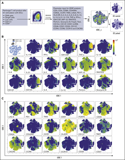 T-cell markers associated with T-cell phenotype, functionality, and response to fungi. (A) Diagram describing gating strategy and t-SNE mapping and analysis workflow for samples shown in B and C. t-SNE plot showing marker expression levels for single parameters (B, activation markers and cytokines; C, phenotype markers) on individual cells of panfungal T-cell products cultured for 6 hours with nonpulsed DCs or fungus-pulsed DCs. Responding fungus-specific T cells correspond to the cell cluster showing higher GM-CSF and TNF-α expression. t-SNE plots are representative of control and pulsed DC-treated panfungal T cells from 3 experiments.