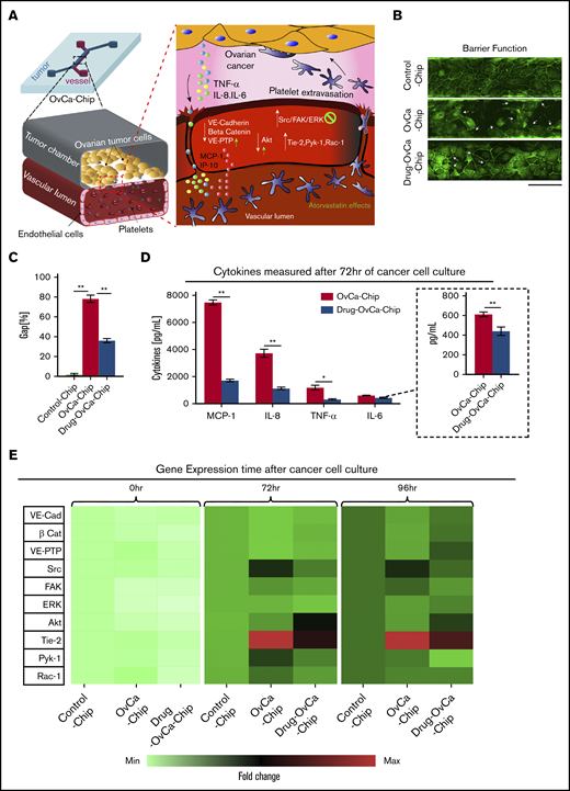 Evaluation of atorvastatin therapy in the OvCa-Chip. (A) Hypothesized signaling and critical molecular events that lead to vascular degradation and platelet extravasation predicted by the OvCa-Chip. It was expected that these pathways and functional consequences would be arrested by atorvastatin treatment through changes in expression of proinflammatory cytokines and genes, such as Src/FAK/ERK, Tie-2, Pyk-1, Rac-1, Akt, and VE-cadherin/β-catenin/VE-PTP. (B) Confocal micrographs showing vascular endothelial junctions (VE-cadherin) in the Control-Chip (top), OvCa-Chip (center), and OvCa-Chip treated with atorvastatin (bottom). Bar represents 200 µm. Quantification of endothelial gaps (C) and expression of major inflammatory cytokines (D) (inset: IL-6 concentration at a reduced scale) released in OvCa-Chip relative to the Control-Chip. (E) Heat map generated from qRT-PCR data showing normalized time-dependent gene expression analysis within Control-Chip, OvCa-Chip, and OvCa-Chip treated with atorvastatin. One-way ANOVA, followed by Dunnett’s multiple-comparisons test. Error bars are the mean ± SEM; n = 3 individual experiments. *P < .05; **P < .01.