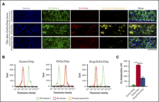 Analysis of endothelial Src kinase in the OvCa-Chip. (A) Confocal micrographs showing the status of endothelial cell adhesion junction VE-cadherin (green), expression of Src kinase (red), and its activation (phosphorylated, yellow) in the Control-Chip, OvCa-Chip, and Drug-OvCa-Chip. Bar represents 25 µm. Nuclei are stained with 4′,6-diamidino-2-phenylindole (blue). Fluorescence-activated cell sorting analysis of immunostained endothelial cells showing VE-cadherin, Src expression, and Src phosphorylation (B), and phosphorylation analysis of endothelial Src kinase by Luminex assay (C), obtained from the Control-Chip, OvCa-Chip, and Drug-OvCa-Chip. Error bars are the mean ± SEM. One-way ANOVA, followed by Dunnett’s multiple-comparisons test; n = 3 individual experiments. *P < .05.