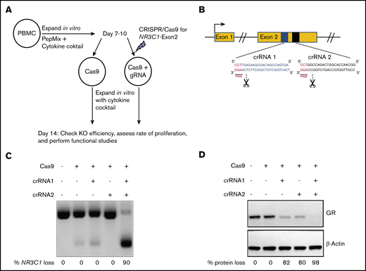 CRISPR-Cas9–mediated deletion of the gene coding for the GR in primary human VSTs. (A) Schematic summary of the protocol for CRISPR-Cas9–mediated KO of NR3C1 in primary human VSTs. PBMCs were stimulated with virus-specific PepMix from CMV, BKV, and adenovirus (in combination) in the presence of 10 ng/mL IL-7, 50 IU/mL IL-2, and 10 ng/mL IL-15. On days 7 to 10 of in vitro expansion, primary human VSTs were nucleofected with control Cas9 alone (Cas9 control) or Cas9 preloaded with gRNA targeting the exon 2 of the NR3C1 gene, which encodes for the GR protein. KO efficiency and functional assays were performed at day +14 post initial PBMC isolation. (B) Schematic representation of CRISPR-Cas9–mediated NR3C1 KO using 2 short guide crRNAs targeting the exon 2 of NR3C1 gene. (C-D) The NR3C1 KO efficiency of VSTs after electroporation with Cas9 alone (control), Cas9 complexed with 1 crRNA (crRNA 1 or crRNA 2), or Cas9 complexed with the combination of 2 crRNAs (crRNA 1 plus crRNA 2) using a WT Cas9 was determined by PCR analysis at day 3 (C) or western blot analysis at day 7 (D) after electroporation. The percentages (%) of NR3C1 KO efficiency (C) and GR protein loss (D) after CRISPR-Cas9 gene editing are shown under each figure. PAM, protospacer adjacent motif.
