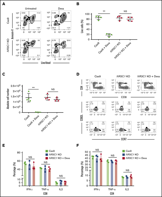 NR3C1 deletion renders VSTs resistant to steroids without altering their phenotype or function. (A) Representative fluorescence-activated cell sorter (FACS) plots showing the percentage of apoptotic cells (annexin V+) and alive or dead cells (live/dead stain) in control Cas9 vs NR3C1 KO (exon 2) VSTs after culture with or without dexamethasone (Dexa; 200 μM) for 72 hours (n = 4). Inset values indicate the percentage of annexin V and alive/dead cells from each group. (B-C) Graph summarizing the percentage of live cells (B) and the absolute cell number (C) between control Cas9 and NR3C1 KO VSTs treated with or without 200 μM dexamethasone for 72 hours (n = 4). Statistical significance is indicated as **P ≤ .01. Bars represent mean values with standard deviation. (D) FACS plots showing the distribution of CD4 and CD8 (upper plots) and the frequency of CD62L and CCR7 (lower plots) in control Cas9 or NR3C1 KO VSTs that were treated with or without Dexa (200 μM) for 72 hours (n = 3). Inset values indicate the percentage of T cells expressing CD62L and/or CCR7 in each treatment group. These FACS plots were pregated on CD3+CD45RA− T cells. (E-F) Bar graphs showing the percentage of IFN-γ, TNF-α, or IL-2 production by CD8+ (E) and CD4+ (F) VSTs treated with control Cas9 (green), NR3C1 KO (blue), or NR3C1 KO plus dexamethasone (Dexa; 200μM; red) in response to 6 hours of stimulation with viral PepMix (n = 3). The functional analysis of the Cas9+Dexa group was not performed due to the absence of viable cells resulting from the lymphocytotoxic effect of steroids. The bars represent mean values with SD. NS, not significant.