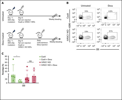 NR3C1 KO VSTs persist in vivo even after treatment with dexamethasone. (A) Schematic diagram representing the timeline for the in vivo experiments. NSG mice received 1 dose (1 × 106) of control Cas9 or NR3C1 KO VSTs and were either observed (top panel) or treated with a daily subcutaneous dose of dexamethasone (15 mg/kg) for 2 weeks (bottom panel) (n = 5 mice per group). (B) All mice were euthanized on day +14 after the adoptive infusion of Cas9 control or NR3C1 KO VSTs. Cells were collected from the bone marrow and analyzed by flow cytometry for the expression of human CD45 (hCD45) and CD3. Representative FACS plots are presented. Inset values indicate the percentage of CD3+ cells from each group. (C) Bar graph shows the pooled data for the percentage of CD3+ cells from panel B (n = 5). The bars represent mean values with SD. The statistical significance is indicated as *P ≤ .05.