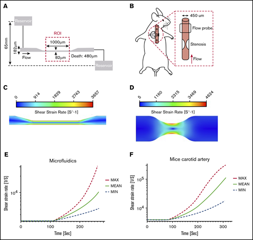 Hydrodynamic flow characteristics through a high-shear microfluidic device and stenosed mouse carotid artery. (A) Geometry of the microfluidic model with an experimental stenotic section. (B) In vivo experiments showing a stenotic region relative to flow direction and flow probe placement. (C) CFD simulations of the microfluidic device. Blood flowed from left to right. The color contour shows shear strain rate distribution. The solution showed a maximum shear strain rate of >3500 s−1 in the stenosis region, whereas upstream and downstream values were <1000 s−1. (D) CFD simulation in a stenosed mouse carotid artery. The large velocity gradient at the stenotic apex led to initial shear rates that exceeded 4000 s−1. (E-F) Thrombus growth was predicted by using a high-shear thrombosis model developed by Mehrabadi et al.45 Shear strain rate estimation is shown over time during high-shear thrombosis formation in the microfluidic assay and mouse carotid artery. Min and Max denote the lower and upper confidence limits of the model, respectively.