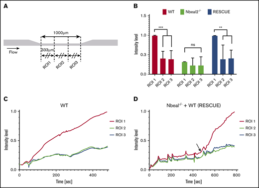 Platelet VWF induces localized formation of occlusive thrombi. (A) Three ROIs were delimited for the microfluidic channel test section. (B) Normalized fluorescence intensity level of each ROI after an 8-minute perfusion for WT (n = 6) and Nbeal2−/− (n = 3) and 5 minutes for Rescue (n = 3). ROI 1 showed a significantly higher intensity level with WT and Rescue, compared with ROIs 2 and 3. **P < .01; ***P < .001. There was no significant increase in ROI 1 with Nbeal2−/− blood. (C-D) Intensity levels of each ROI during the perfusion time. The arrow denotes the time point when WT whole blood was added to Nbeal2−/− channels. The intensity level of ROI 1 rapidly increased after 80 seconds in the WT and 20 seconds in the Rescue mice. ns, not significant.