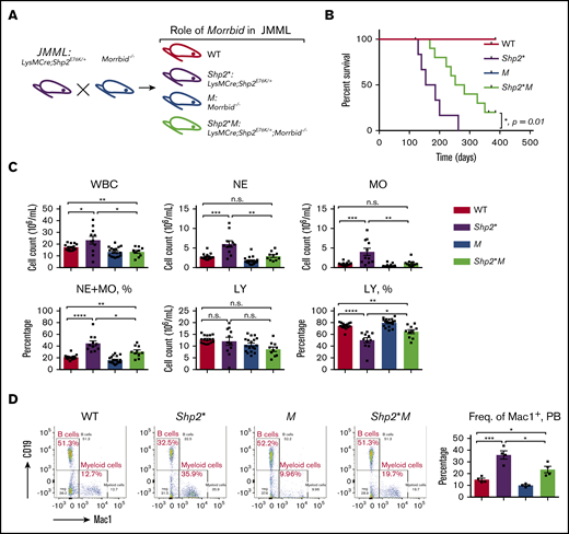 Loss of Morrbid enhances the survival of Shp2E76K-driven JMML mice. (A) Generation of JMML mice (Shp2*: LysMCre; Shp2E76K/+) and JMML mice lacking Morrbid (Shp2*M: LysMCre; Shp2E76K/+; Morrbid−/−) along with WT control and Morrbid−/− (M). (B) Kaplan-Meier survival curve of Shp2* and Shp2*M mice and control animals. (C) Analysis of hematopoietic cells in PB by the automatic blood cell counter Element HT5 Analyzer. (D) Analysis of WBCs from PB by flow cytometry. Mac1+ staining for myeloid cells and CD19+ staining for B cells (n = 4-18 mice). *P < .05; **P < .01; ***P < .001; ****P < .0001. See supplemental Figure 1 for improvement of the anemia phenotype in Shp2*M mice compared with Shp2* mice. LY, lymphocytes; n.s., not significant.