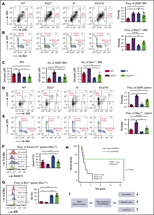 Loss of Morrbid rescues mature and immature myeloid cells in the BM and spleen of Shp2* mice. Mononuclear cells were collected from the BM (A-C) and spleens (D-E) of the 4 experimental groups (WT, Shp2*, M, and Shp2*M; age, 3-4 months) for analyzing hematopoiesis. Changes in myeloid progenitors, GMPs, and mature myeloid cells were analyzed. Lin−Sca1−cKit+ cells were pregated for GMP flow cytometry profiles (CD34+CD16+). In BM, both the frequency and number of GMPs and mature myeloid cells were quantified. In spleen, only the frequency of GMPs and mature myeloid cells was quantified. (F) The level of apoptosis in mature myeloid cells was determined by flow cytometry using annexin-V staining, a marker for proapoptosis. (G) The level of Bim expression in mature myeloid cells was determined by intracellular flow cytometry with an anti-Bim antibody. (H) Kaplan-Meier survival plots of JMML patients with high or low expression of MORRBID. The purple line indicates the survival curve of children with JMML who had high expression of MORRBID (n = 10 patient samples: 8 with mutations in PTPN11, 1 in KRAS, and 1 in NRAS; age >18 months), and the green line indicates that of JMML children with low expression of MORRBID (n = 7 patient samples; 3 with mutations in PTPN11 and 4 in NRAS; age >18 months). The high expression of MORRBID was associated with poor overall survival of these patients (P = 0.049). See supplemental Figure 2 for the survival curve of JMML patients without mutations in PTPN11, KRAS, and NRAS. (I) Model for Morrbid regulation of myeloid cell survival in JMML. For mouse samples, n = 4 mice; for human samples, n = 7-10. *P < .05; **P < .01; ***P < .001; ****P < .0001.