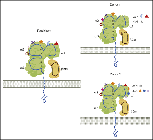 Simplified illustration of the mismatched eplets (ME) between recipient and different donors. HLA class I molecules from recipient and 2 donors are shown with 1 membrane-spanning α (α) chain and 1 light chain, beta2-microglobulin (β2m). Each specific HLA molecule consists of a set of eplets on the surface, represented by different shapes. Compared with donor 1, there are more MEs that are only present in the recipients, resulting in 2 MEs in the GVH direction and 0 mismatch in HVG direction. Similarly, donor 2 has extra eplets compared with recipient eplet repertories and the net result will be 3 MEs in the HVG direction and 0 mismatch in GVH direction. MEs could, therefore, be completely different between different haploidentical donors. Additionally, with 1 donor, MEs recognized from the donor perspective (GVH) could be significantly different from that seen from the recipient’s perspective (HVG). The provoked immune response might be consequently differed, depending on the number of ME, the direction of ME, or even the specific types of ME.