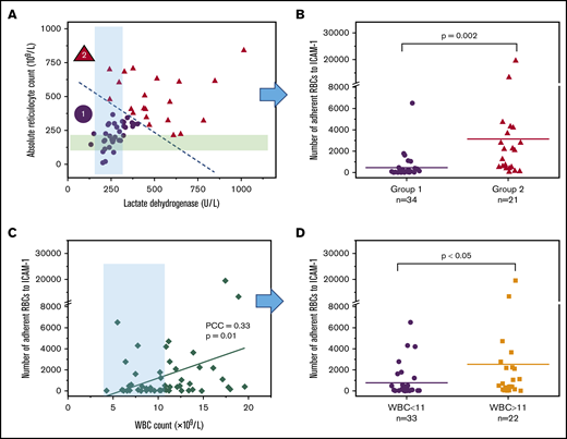 Adhesion of HbSS RBCs to immobilized ICAM-1 in vitro is associated with subject hematological parameters. (A) Subjects were categorized into 2 groups based on their LDH levels and ARCs; group 1 (●) had higher LDH and ARCs. The categorization was performed based on the k-means clustering method. The shaded green and blue regions indicate reference ranges (normal) for LDH and ARC levels, respectively. (B) Subjects in group 2 had significantly higher RBC adhesion levels compared with the patients in group 1 (mean, 3159 ± 4758 vs 453 ± 1159, respectively). (C) There is a positive correlation between adherent RBC numbers and WBC counts. The shaded blue region represents the normal WBC range in healthy adults. (D) Subjects with clinically high WBC counts (>11 × 109/L) have significantly greater RBC adhesion to ICAM-1 in vitro. The horizontal lines in panels B and D represent the mean; ‘‘n’’ represents the number of subjects tested. The P values were calculated using the Mann-Whitney nonparametric U test. PCC, Pearson’s correlation coefficient.