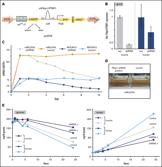 Knockdown of Ptbp1/PTBP1 causes a metabolic phenotype. (A) Overview of the pLEPIR lentiviral all-in-one vector for tetracycline-inducible expression of shRNAs. (B) Knockdown efficiency after shRNA treatment in murine MLL-ENL–transformed primary HSPCs and human MOLM13 cells. Shown are qPCR results obtained with RNA isolated from cells selected for the presence of LNGFR from shRNA-expressing and vector-only (nontargeting shRNA) populations. (C) Ptbp1/PTBP1 knockdown affected long-term fitness of the cells. The graph depicts the percentage of shRNA+ (knockdown) cells, as detected by coupled expression of a truncated LNGFR in FACS analysis. Cultures were induced at day 0. Further explanations are given in the text. A representative of 2 experiments is depicted. (D) Visual aspect of Ptbp1 knockdown. An equal number of selected knockdown (shRNA) and control (vec) cells was cultivated overnight demonstrating reduced medium acidification as a consequence of shRNA activity. This phenotype was observed in murine and human cells; only the murine sample is shown. (E) Glucose and lactate metabolism changed after knockdown of Ptbp1/PTBP1. An equal number of enriched LNGFR+ cells from cultures expressing shRNA or vector as controls were seeded, and glucose and lactate concentrations were determined in supernatant medium sampled at the indicated time points.