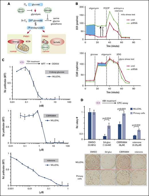PKM isoform splicing shifts are indicative of the increased anabolic need of leukemic cells. (A) Simplified overview of glycolysis and regulation by PKM isoforms. PKM is the rate-limiting factor of glycolytic outflow, with PKM1 favoring channeling carbon from glucose to mitochondria for energy production. PKM2 generally has lower catalytic activity, restricting exit from glycolysis and guaranteeing the availability of anabolic intermediates. The inhibitors used in this study and their intervention points are schematically indicated. 3-Phosphoglycerate is a precursor of Ser and therefore indirectly also of glycine and glutathione synthesis. For clarity, the pentose-phosphate cycle that is necessary for production of nucleotide bases was omitted. (B) Seahorse analysis of metabolic changes induced by Ptbp1 knockdown. Murine control and knockdown cells were subjected to measurements of OCRs and ECARs. Relevant differences are shaded blue. (C) Determination of 50% inhibitory concentrations for inhibitors of glycolysis (2-deoxy-glucose), Ser biosynthesis (CBR5884), and energy production (rotenone). The experiment was performed with murine MLL-ENL transformed cells and graphs depict relative proliferation as determined by standard MTT tests. (D) Effect of metabolic drugs on colony formation. The number of CFUs was determined after a 48-hour transient treatment of leukemic cells (MLL-ENL transduced) and normal HSPCs (Kit/CD117+ fraction of bone marrow including GMPs) with inhibitors or a solvent control in the indicated concentrations. Top: the mean and standard deviation of the relative number of colonies recorded in triplicate experiments. Bottom: a representative example of methylcellulose cultures after staining of colonies with INT.