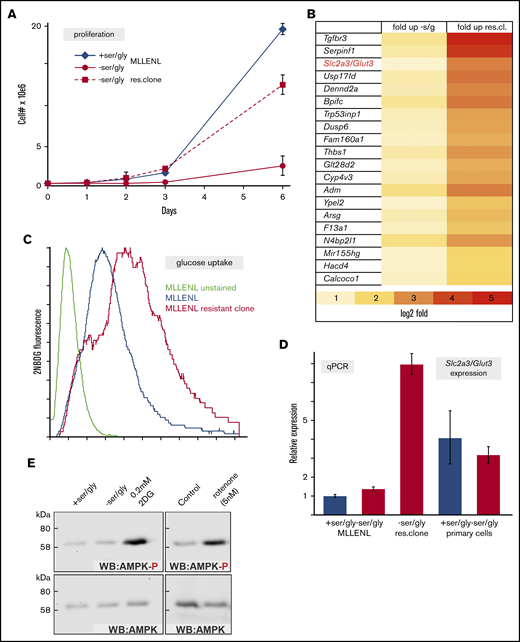 The sensitivity of leukemic cells toward amino acid starvation correlates with sugar transport. (A) Spontaneous emergence of a Ser/Gly starvation-resistant population. Proliferation rates of the parental and resistant (res. clone) cells under cultivation conditions as indicated. (B) Heat map depicting the top 20 genes selected according to upregulation under starvation conditions and in starvation-resistant cells. The glucose transporter Slc2a3 (also known as Glut3) is highlighted. (C) Ser/Gly starvation resistance correlated with glucose transport capacity. Glucose uptake was measured by incubation with 2NBDG, a fluorescent glucose analogue, and measured by FACS. (D) Relative expression of Slc2a3 determined by qPCR in leukemic, resistant, and normal cells in complete (blue bars) or Ser/Gly-deficient (red bars) medium. (E) AMPK was not activated by Ser/Gly starvation. MLL-ENL transformed cells were incubated for 48 hours under the indicated conditions, and cellular extracts were analyzed for the presence of total and active/phosphorylated AMPK by western blot.