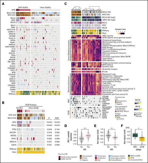 Molecular background of DPE in DLBCL. (A) Oncoprint of the most common driver gene alterations in the discovery cohort stratified according to DPE status. Drivers with mutations observed in ≥10% of the cases included. Patients with complete genomic data and BCL2 and MYC immunohistochemical data included. (B) Genetic drivers differentially mutated (Fisher’s exact, P < .1) between DA and non-DA GCB BCLs. Driver mutations observed in ≥3% of the cases in the GCB subtype according to the Hans algorithm with complete cytogenetic and immunohistochemical data of BCL2 and MYC included for the analysis. (C) Hierarchical clustering of the gene set exemplars according to double protein expression status. The exemplars and their expressions were recognized with affinity propagation clustering in Reddy et al. (D) Box plot demonstrating the difference in expression of “MYC/nucleotide biosynthesis” gene set between DPE and non-DPE DLBCLs. (E) Box plot demonstrating the difference in expression of host response-related gene set between DPE and non-DPE DLBCLs. (F) Box plot demonstrating the difference in expression of host response-related gene set between ABC and GCB DLBCLs among DPE DLBCL. Red dots indicate concurrent structural variants of BCL2 and MYC (DA BCLs). **P < .01; ***P < .001; ****P < .0001.
