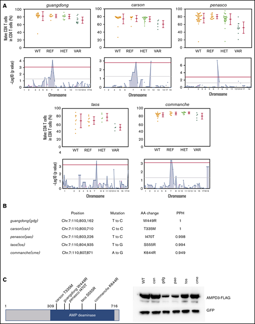 Mutations in Ampd3 were associated with a reduction in naive CD4+ T cells. (A) Percentage of naive CD4+ T cells determined by flow cytometry in 5 Ampd3 mutants created through ENU mutagenesis. Data points represent individual mice. Mean and standard deviation are indicated. The Manhattan plot shows −log10(P value) (y-axis) plotted vs the chromosome positions of all mutations (x-axis) identified in the G1 male founders containing the Ampd3 mutation. Horizontal pink and red lines represent thresholds of P = .05, without and with Bonferroni correction, respectively. VAR, REF, and HET mice descend from mutagenized mice and harbor additional ENU-induced mutations. (B) Genetic mutation, amino acid change, and the predicted Polymorphism Phenotyping v2 score (PPH) of all 5 Ampd3 mutant alleles. (C) Diagram of the protein domains of mouse AMPD3. The location of all 5 point mutations are shown. For comparison of expression, these mutant Ampd3 genes were tagged with a FLAG-tagged epitope and transfected into HEK293T cells. GFP serves as transfection control to demonstrate similar transfection efficiency among samples. AA, amino acid; HET, Ampd3+/−; REF, Ampd3+/+; WT, wild-type mice that do not descend from mutagenized mice; VAR, Ampd3−/−.