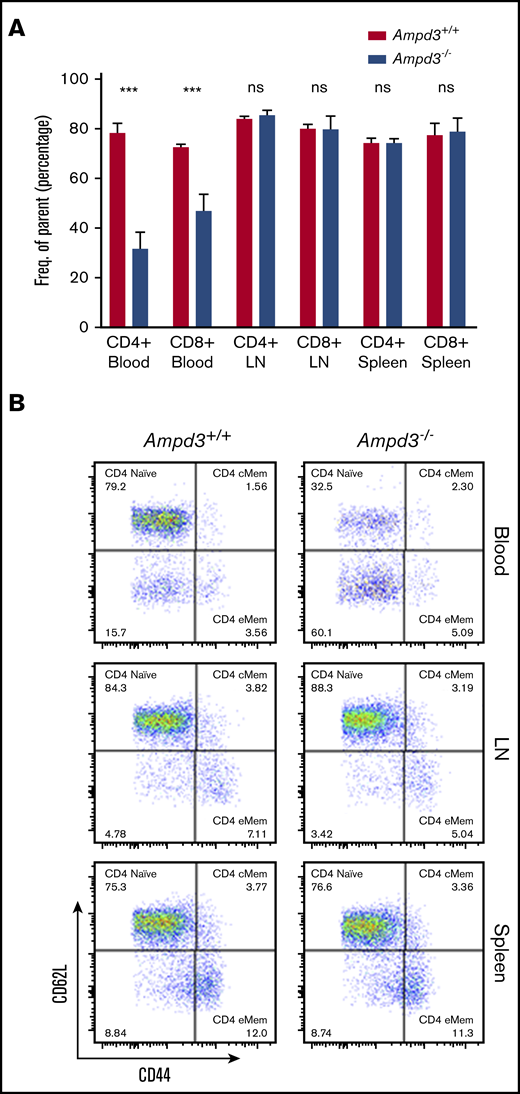 Reduction in Ampd3−/− naive T cells is restricted to peripheral blood. (A) Percentages of naive CD4+ T cells and naive CD8+ T cells in blood, lymph node (LN), and spleen (n = 3 and n = 4 for Ampd3+/+ and Ampd3−/−, respectively). (B) Representative flow cytometry analysis of CD62L and CD44 expression of CD4+ T cells from different tissues. ***P ≤ .001. ns, not significant (P < .05).