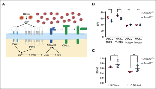 AMPD3 may affect ADAM17 activity to cause T-cell phenotypes. (A) Hypothesis: Erythrocytes release ATP through a nonlytic pathway or intravascular hemolysis. Increased ATP content in Ampd3−/− mouse serum activates Adam17, which triggers shedding of its substrates, including CD62L, from the T-cell surface. (B) MFI of TNFR1 on the surface of CD4+ and CD8+ T cells, as determined by flow cytometry; isotype antibody was used as control (n = 4 for Ampd3−/− and wild-type). (C) Abundance of soluble TNFR1 was determined by ELISA from 2 dilutions of mice serum (n = 4 for wild-type and Ampd3−/− mice). *P ≤ .05, **P ≤ .01. ns, not significant (P > .05); OD450, optical density at 450 nm.