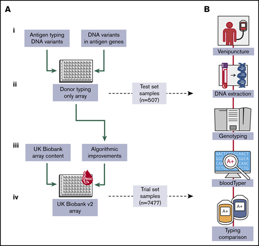 Overall project workflow. (A) Significant stages of the project. (i) Variants underpinning antigen expression and those in antigen-encoding genes in sequence variation databases were collected for incorporation into an array design. (ii) An array was fabricated containing only donor-typing content, and the small test set of donor samples was used to detect manufacturing or technical errors. (iii) Based on the results of the previous step, algorithmic changes were made to improve variant and antigen calling and donor-typing content was integrated into the UK Biobank Axiom array design. (iv) The resulting UK Biobank version 2 array was fabricated and the large trial set of donor samples was used to assess antigen typing performance. (B) Typical array testing cycle.