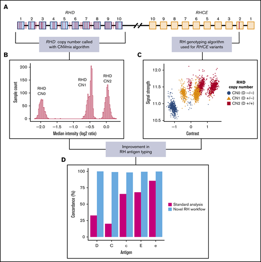 Novel Rh antigen-typing workflow. (A) Diagrammatic representations of the RHD and RHCE genes, the binding positions of array probes are indicated in red. The probes spanning RHD are used for RHD copy number assessment and for RHCE: for example, the probe for typing variant NM_020485.5:c.307C>T, which is used for C/c typing. (B) Results obtained for 2682 Dutch donor samples binned by RHD median copy number/probe set intensity ratio (log2), demonstrating that clear resolution of RHD copy number for each individual can be achieved by using the array. (C) Genotype call plot for the C/c antigen variant NM_020485.5:c.307C>T in the RHCE gene. Samples are colored by array-determined RHD copy number to allow visualization of the intensity shift caused by cross-binding of RHCE probes to RHD. Segregating samples in this way allows for accurate genotypes to be called. (D) Improvement in Rh(C/c) and Rh(E/e) antigen-typing concordance resulting from application of the novel genotyping algorithm.
