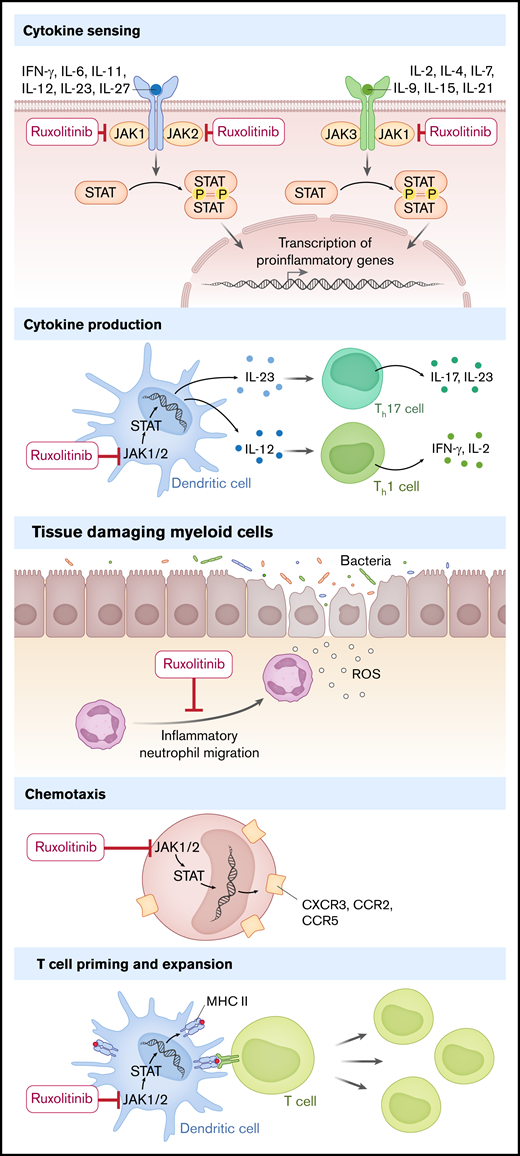 The proposed mechanism of action of ruxolitinib in aGVHD. Ruxolitinib interferes with cytokine sensing, cytokine production, recruitment of tissue-damaging myeloid cells, chemotaxis, MHC expression, and T-cell priming. IFN, interferon; IL, interleukin; P, phosphate; ROS, reactive oxygen species; Th17, T helper 17 cell.