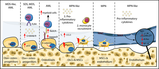 Schematic overview of cellular and molecular alterations in the bone marrow microenvironment leading to hematopoietic malignancies. Mice with conditional deletion of the RNA-processing endonuclease Dicer1 in osterix but not osteocalcin-expressing osteolineage cells developed MDS-like disease and AML. Similarly, deletion of the Sbds gene from osterix-expressing (Osx+) cells augmented p53 levels followed by elevated secretion of S100A8 and A9 proinflammatory cytokines. S100A8/9 bind to toll-like receptor 4 and altered physiological properties of HSCs. Mice with constitutively active β-catenin protein in osteoblasts manifested expansion of myeloid cells and development of AML. Activated osteoblasts upregulated Jagged1 expression on their cell surface which augments Notch signaling and shifts differentiation potential of HSCs. Osteolineage and mesenchymal stroma cells with activating mutations of tyrosine phosphatase non-receptor type 11 (Ptpn11) resulted in elevated levels of the chemokine CCL3, subsequent monocyte recruitment and secretion of proinflammatory cytokines that activated HSCs and caused MPN-like disease. MPN was also developed upon deletion of the signal-induced proliferation-associated gene 1 (Sipa1) from mesenchymal stroma and endothelial cells. Endothelial cells with abrogated canonical Notch signaling resulted in development of MPN-like disease. Activation of canonical Notch signaling results in proteolytic cleavage of the Notch intracellular domain and its translocation to the nucleus to activate transcription of Notch target genes via binding to the transcription factor recombination signal binding protein for immunoglobulin κ J region (RBPJ). In the absence of Notch signals, RBPJ acts as transcriptional repressor. Deletion of RBPJ upregulated mir-155, which by targeting an inhibitor of NF-κb signaling (κB-Ras1) resulted in NF-κB activation followed by elevated levels of inflammatory cytokines, including granulocyte colony-stimulating factor and tumor necrosis factor-α. This again elevated numbers of immature myeloid cells. MSCs, mesenchymal stroma cells; OLCs, osteolineage cells; SDS, Shwachman-Diamond syndrome. This figure was created using SMART Servier Medical Art Web site.
