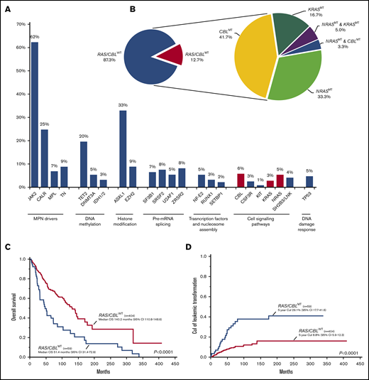 Distribution, molecular landscape and survival correlates of RAS/CBLMTs. (A) The frequency of gene mutations identified in the MF cohort; red-violet bars identify mutations of the RAS/MAPK pathway genes (ie, NRAS, KRAS, and CBL). (B) Aerogram displaying the percentage of patients with MF, with and without RAS/CBLMTs (left), and the distribution of patients with NRASMTs, KRASMTs, and CBLMTs and multiple RAS/CBLMTs (right). (C) Kaplan-Meier estimates of OS in the entire MF cohort by the presence or absence of RAS/CBLMTs. (D) Five-year CuI of leukemic transformation in the entire MF cohort by the presence or absence of RAS/CBLMTs.