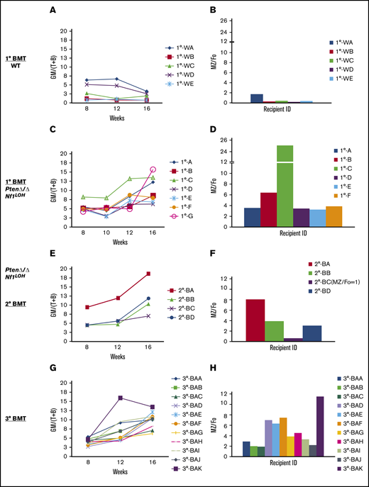 Serial single-HSC transplantation. (A-D) 1° Transplant: single LT-HSC from juvenile WT mice and PtenΔ/ΔNf1LOH mice with JMML was transplanted with 2 × 105 rescue cells into WT recipient mice with CD45.1+, respectively. Sixteen weeks posttransplant, WT donor HSCs reconstituted balanced progenies, whereas HSCs with JMML (PtenΔ/ΔNf1LOH) reconstituted various degrees of myeloid-biased progenies with elevated ratios of MZ/Fo B cells. Recipient 1°-G, which had the worst myeloid-biased blood, died before spleen tissue collection for MZ cell analysis. (E-F) 2° Transplant: single donor-derived HSC (CD45.2+) from primary recipient 1°-B was retransplanted into 2° BMT recipients. 2° Recipient mice continuously reconstituted various degrees of myeloid-biased progenies with elevated MZ/Fo B-cell ratios. Recipient 2°-BC reconstituted balanced progenies with the least splenic MZ cells. (G-H) 3° Transplant: single donor-derived HSC (CD45.2+) from recipient 2°-BA was retransplanted to 3°-BMT recipients. Recipient 3°-BAK had the worst myeloid-biased engraftment with the highest MZ/Fo B-cell ratio. Data represent ≥2 sets of paired experiments. See additional supportive data in supplemental Figures 11 and 12.