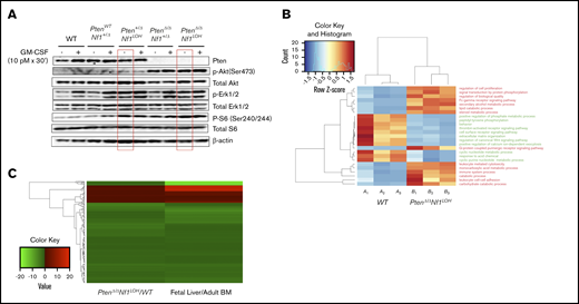 Dysregulated signal transduction pathways and molecular defects in mice with Pten deletion, Nf1 deficiency, and JMML. (A) Representative data from western blot analyses of the elements in GM-CSF signal transduction pathways in unfractionated BM nucleated cells from juvenile mice with various copy numbers of Pten and Nf1. Representative data were from ≥3 experiments from littermate mice at PND17-19. (B) Gene ontology (GO) analysis. Genes that were significantly over- or underexpressed in LIN− BM cells from mice with JMML and WT littermates at age PND17 were used in GO analysis, together with HCA. (C) Heatmap and HCA of 182 genes that were differentially expressed in this study (PtenΔ/Δ Nf1LOH/WT) vs the data (Fetal Liver/Adult BM) reported by Manesia et al.34 We found a log2-fold change in either being positive or negative consistently in both studies (182 genes). See additional supportive data in supplemental Figures 13 and 14 and supplemental Tables 4 and 5 for “GO HeatMap Terms & GeneIDs” and “Combined Analysis DEG Results.”