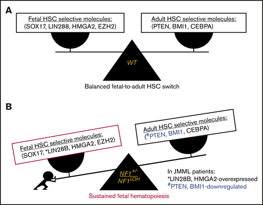 Proposed leukemogenesis model of the aberrant fetal-to-adult hematopoiesis switch in JMML. Fetal and adult hematopoiesis are governed by a developmental/age-specific molecular driving force and executed by fetal-selective genes and adult-necessary genes in hematopoiesis (eg, SOX17, LIN28B, HMGA2, and EZH2 for fetal HSCs, and BMI1, PTEN, and CEBPA for adult HSCs). (A) During the neonatal period when the molecular driving force is balanced in fetal to adult hematopoiesis, healthy newborns can complete the transition from fetal to adult hematopoiesis to meet the needs for growth in normoxia. (B) When the molecular driving force is disrupted in newborns during the fetal-to-adult hematopoiesis switch by mutations or dysregulated epigenetics, fetal hematopoiesis is sustained and causes myeloid/lymphoid distribution errors and insufficient adult hematopoiesis in juveniles, resulting in pediatric demise. This may be the case in patients with JMML who are born with an NF1 mutation and hold an instable molecular driving force from fetal to adult hematopoiesis switch, such as elevated fetal-specific LIN28B and HMGA2 along with PTEN and BMI1 deficiencies. Because JMML patients cannot develop adult hematopoiesis at an age when WT juveniles normally complete their fetal-to-adult hematopoiesis switch, they die of sustained fetal hematopoiesis as juveniles.