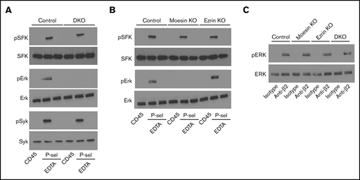 Neutrophil signaling through PSGL-1, but not through β2 integrins, requires moesin to activate ERKs. (A-B) Neutrophils from the indicated genotype were incubated on immobilized P-selectin or control CD45 in buffer containing Ca2+ or in buffer containing EDTA to prevent selectin–PSGL-1 interactions. Cells were lysed and probed by western blotting with antibodies to the indicated protein or to phosphorylated (activated) versions of each protein. (C) Neutrophils from the indicated genotype were incubated on immobilized F(ab′)2 fragments of isotype control or anti-β2 integrin mAb. Cells were lysed and probed by western blotting with antibodies to the indicated protein or to phosphorylated (activated) versions of each protein. The data are representative of 3 experiments.