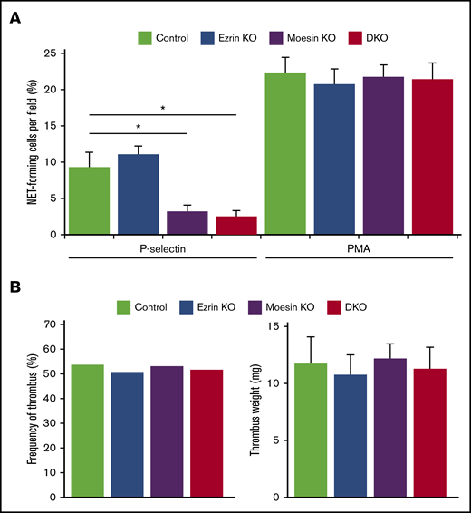 Neutrophil signaling through PSGL-1 requires moesin to activate NETs but not to generate deep vein thrombi. (A) Percentage of NET-forming neutrophils from the indicated genotype, stimulated with P-selectin-IgM or phorbol myristate acetate (PMA), calculated by dividing the number of cells with both extracellular citrullinated histones and Sytox Orange-positive DNA by the total number of Sytox-Orange positive cells. (B) Thrombus frequency (left panel) and thrombus weight (right panel) 24 hours after ligation of the inferior vena cava in mice of the indicated genotype. The data represent the mean ± SEM from 10 to 15 mice in each group. *P < .05.