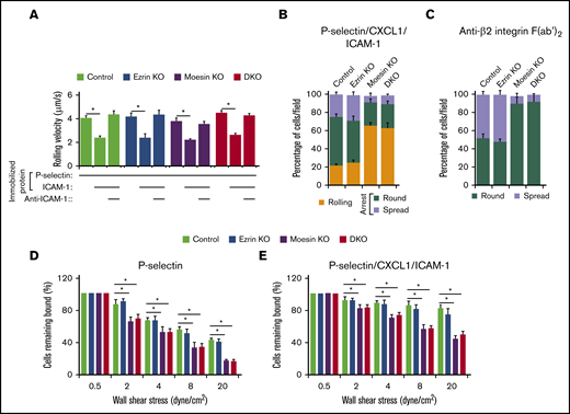 Neutrophils use moesin to strengthen adhesion under flow. (A) Rolling velocities of neutrophils of the indicated genotype on P-selectin with or without coimmobilized ICAM-1 in the presence or absence of anti-ICAM-1 mAb. (B) Percentages of neutrophils of the indicated genotype rolling, arrested and round, or arrested and spread on coimmobilized P-selectin, ICAM-1, and CXCL1. The surface areas of arrested cells are quantified in supplemental Figure 4. (C) Percentages of round or spread neutrophils of the indicated genotype adherent to immobilized anti-β2 integrin F(ab′)2. The surface areas of adherent cells are quantified in supplemental Figure 5. (D-E) Bone marrow leukocytes of the indicated genotype were allowed to accumulate on the indicated substrate at 0.5 dyne/cm2 for 5 minutes, and then wall shear stress was increased every 30 seconds. The percentage of remaining adherent cells was measured. The data in panels A-E represent the mean ± SEM from 5 experiments, with 5 mice in each experimental group. *P < .05.