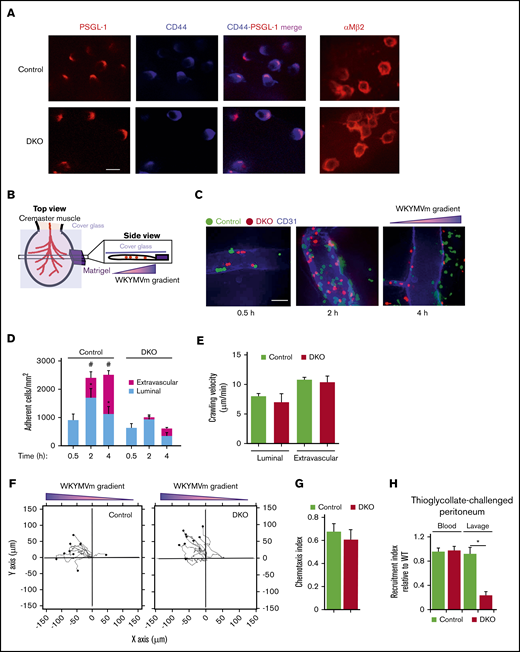 Impaired adhesion strength reduces migration of ERM-deficient neutrophils into extravascular tissues. (A) Distribution of PSGL-1 (red), CD44 (blue), or integrin αMβ2 (red) on neutrophils crawling in venules of the cremaster muscle of control or DKO mice superfused with WKYMVm peptide, visualized by spinning disk confocal microscopy. The data are representative of 3 experiments. Bar, 10 μm. Quantitative data are presented in supplemental Figure 7. Representative videos are shown in supplemental Videos 1-3. (B) Schematic of peptide gradient created by inserting a diffusible Matrigel plug impregnated with WKYMVm adjacent to the cremaster muscle. (C) Images of adherent neutrophils from control (green) or DKO (red) mice at the indicated times after IV injection into WT mice. Venular endothelial cells were stained with anti-CD31 mAb (blue). The orientation of the WKYMVm peptide gradient is marked. The images are representative of 4 independent experiments. Bar, 50 µm. A representative video is shown in supplemental Video 4. (D) Quantification of adherent luminal and extravascular neutrophils at the indicated time points after injection. The data represent the mean ± SEM of 44 to 269 neutrophils counted in 3 to 5 venules from each of 4 independent experiments. *P < .05 for luminal control relative to DKO neutrophils at the same time point. #P < .05 for extravascular control relative to DKO neutrophils at the same time point. (E) Luminal and extravascular crawling velocities of cells 2 hours after injection. The data represent the mean ± SEM from 20 to 30 neutrophils from 4 independent experiments. (F) Migration plots of extravascular neutrophils 2 hours after injection. The starting point of each track was normalized to zero for the x- and y-axis. Positive y-axis values represent movement toward the WKYMVm chemoattractant source. The plots are representative of 3 independent experiments. (G) Chemotactic index of extravascular neutrophils from panel F. The data represent the mean ± SEM from 20 to 30 neutrophils from 3 independent experiments. A representative video is shown in supplemental Video 5. (H) Competitive recruitment of IV injected neutrophils from control mice labeled with green (PKH67) dye and from control or DKO mice labeled with red (PKH26) dye into the peritoneum of WT mice 2 hours after thioglycollate challenge. Data are plotted as the ratio of PKH26-labeled control or DKO neutrophils relative to PKH67-labeled control neutrophils. The data represent the mean ± SEM from 4 recipient mice in each genotype group.