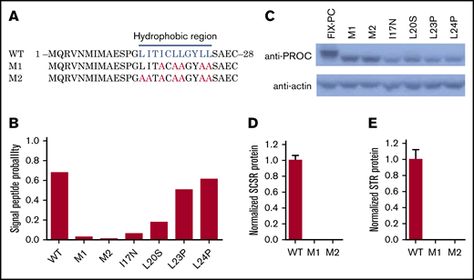 Mutations in the hydrophobic region of the signal peptide block cotranslational translocation of the reporter. (A) The mutated amino acid sequence of FIX signal peptide, as indicated in hydrophobic region. The blue letters indicate the hydrophobic residues in the region, and the red letters indicate the corresponding residues mutated to alanines. (B) SignalP prediction for signal peptide probability of different mutants. (C) Western blot shows that mutations destroying function in the hydrophobic region lead to lower MW. D and E. SCSR (D) and STR (E) proteins are undetectable in M1 and M2. WT, wild-type.