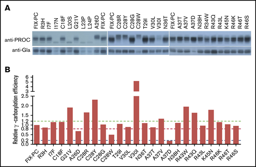 Characterization of intracellular reporter protein maturation and γ-carboxylation of the missense mutations. (A) Electrophoresis mobility assay shows intracellular reporter protein maturation process of the intracellular FIX-PC reporter, as detected by anti–protein C antibody (upper panel). Western blot shows γ-carboxylation of the reporter, as detected by anti-Gla antibody (lower panel). (B) Relative γ-carboxylation efficiency. Western blot bands in (A) were quantified by using ImageJ, and the γ-carboxylated reporter/total intracellular reporter ratio was calculated and normalized to the ratio of wild-type FIX-PC to give the relative γ-carboxylation efficiency. The green, red, and blue dashed lines show 1.2-fold, 0.8-fold, and 0.2-fold relative γ-carboxylation efficiency of wild type, respectively.